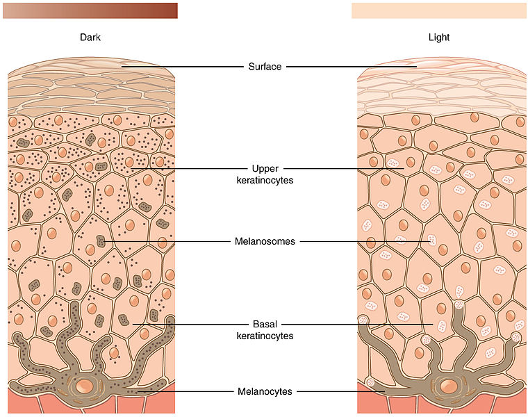 Melanocytes illustration